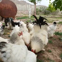 مرغ و خروس برهما لایت اورجینال|حیوانات مزرعه|هشتگرد, شهرک اداری|دیوار