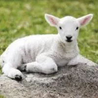 بره شیری برخ‌ شیره‌خوره م گرک1دانه
