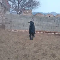 قوچ، نربز، میش