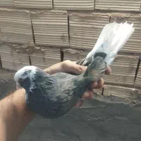 کبوتر گرفتنی