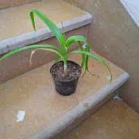 گل ذرتی ۶۰ تومان