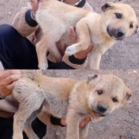 واگذاری آلابای ،سرابی افغان واکسن خورده در ساوه