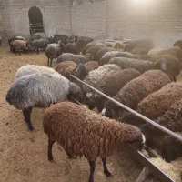 میش و بره بومی|حیوانات مزرعه|پاکدشت, پاکدشت (مامازند)|دیوار