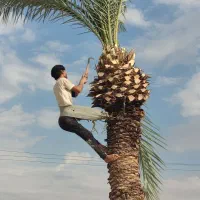 بریدن نخل قطع نخل هرس کردن نخل استاد نخل