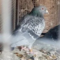 پلاکی مسافتی