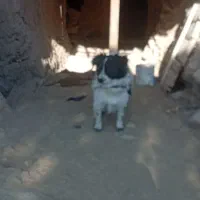 سگ پا کوتاه