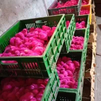 جوجه گلپایگان جوجه رنگی خروسک اردک