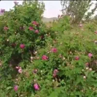 اجاره گل محمدی ۱۷۰بوته