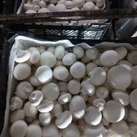 قارچ آراد(مستقیم بدون واسطه)۵زیر تابلو