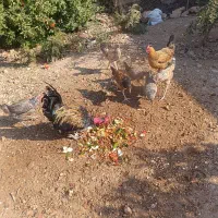 خروس|حیوانات مزرعه|شیراز, اصلاح‌نژاد|دیوار