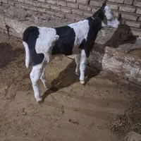 گوساله سیمنتال نر ۵۰روز بدون شاخ جنسه عالی