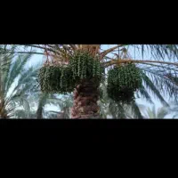 درخت بند