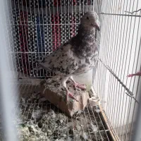 تماس|پرنده|مشهد, کشف|دیوار