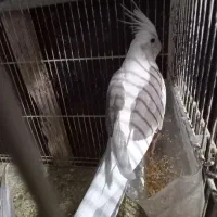 عروس هلندی  نر تعداد بارنگهای مختلف