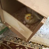 جفت عروس هلندی