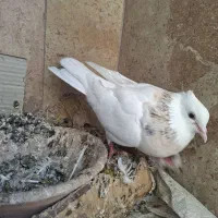 طوقی ماده|پرنده|قم, انسجام|دیوار