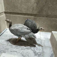 مرغ شاخدار
