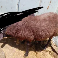 گوسفند و تخلی