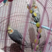 عروس هلندی|پرنده|تبریز, |دیوار