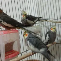 چهار عدد عروس هلندی