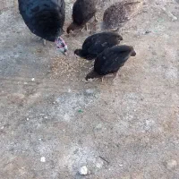 بوقلمون|پرنده|گمیشان, |دیوار