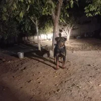 روتفایلر|سگ|انگوت, |دیوار