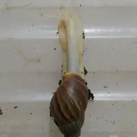 سه عدد حلزون البینو
