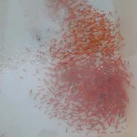 ماهی قرمز|ماهی|گنبد کاووس, |دیوار