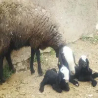 مجـ.ـموعـه دامـ.ـپروری گوسفند dsere قوچ شهر شـال