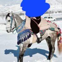 اسب ۵سال بشرط۱۵۰سانت قد|اسب و تجهیزات اسب‌سواری|مریوان, |دیوار