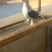 کبوتر چادری بسیار زیبا وسالم|پرنده|تهران, گلچین|دیوار