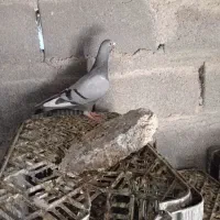 پلاکی|پرنده|کهنوج, |دیوار