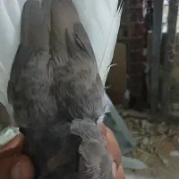 کفتر قهوه دم سفید شعمک تخت پاک دم|پرنده|شیراز, کفترک|دیوار