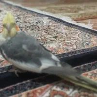 عروس هلندی|پرنده|مشگین شهر, |دیوار