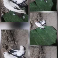 فروش کبوتر