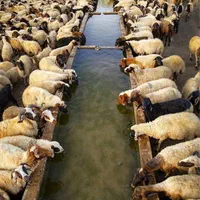 مغان نژاد خوب ایران عرضه فقط دامداری شهران|حیوانات مزرعه|تهران, نیروی هوایی (پیروزی)|دیوار