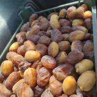 خرمای دستچین