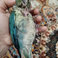 جوجه گرینچیک آبی|پرنده|آبیک, |دیوار