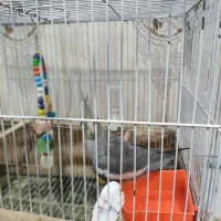 جوجه عروس هلندی|پرنده|مشهد, نیزه|دیوار