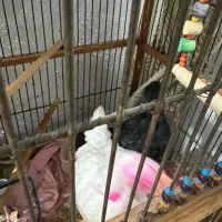 جوجه ۶۰ روزه