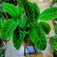 گل طبیعی کردلین