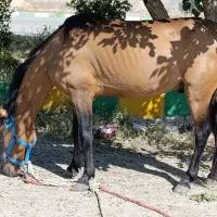 اسب‌خوشگل‌دوسال‌سن‌داره‌
