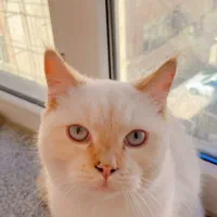 واگذاری گربه بریتیش|گربه|بندرعباس, |دیوار