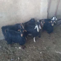 123456789|حیوانات مزرعه|شیراز, داریون|دیوار