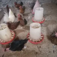مرغ محلی تخمگذار