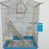 عروس هلندی|پرنده|گلستان (تهران), |دیوار