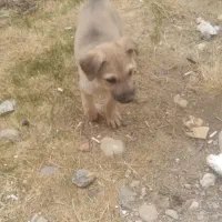 توله دورگه دوبرمن وسرابی|سگ|ایلام, |دیوار