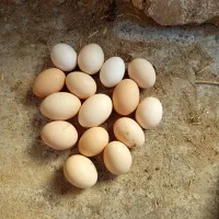 فروش مرغ تخمگذار