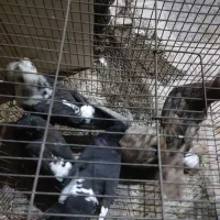 کبوتر سیاه بوشهری سینه باشه ای|پرنده|بوشهر, |دیوار