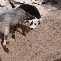 میش و بره